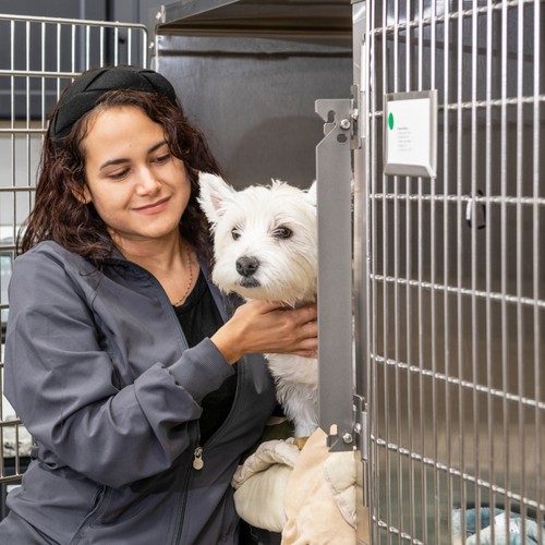 veterinary technician comforting a dog in recovery