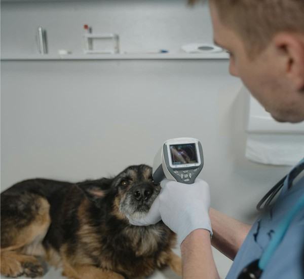 a dog being examined by a vet