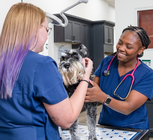 vet holding pill in-front of a dog