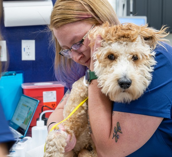 veterinary technician holding a dog during an emergency visit
